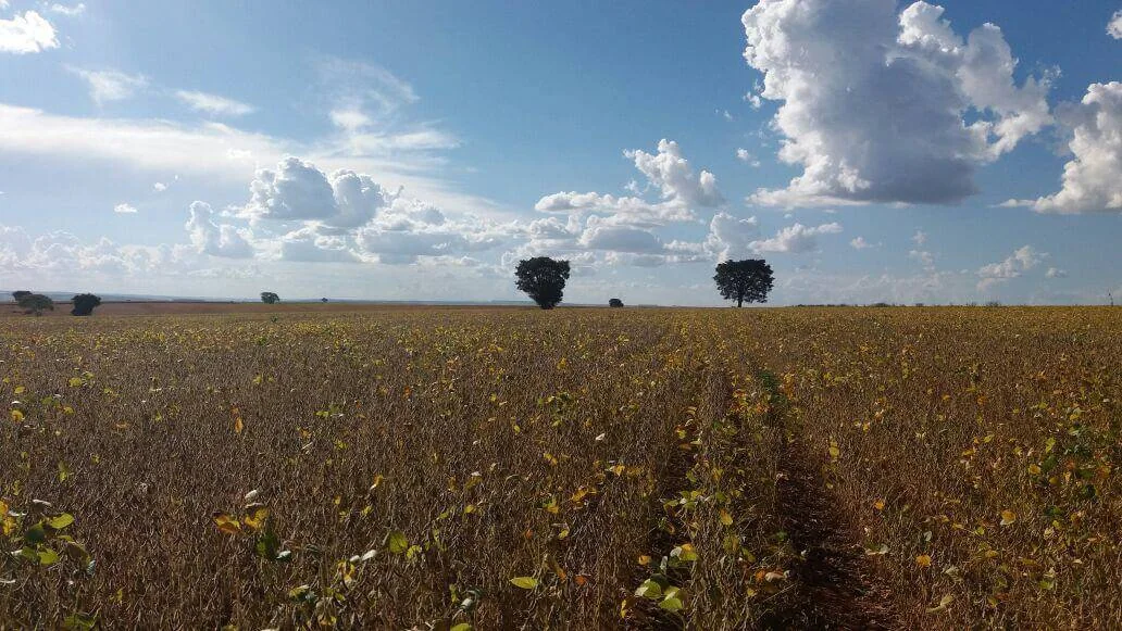 uma vasta lavoura de soja em seu estágio final de maturação, pronta para a colheita. As plantas apresentam uma
