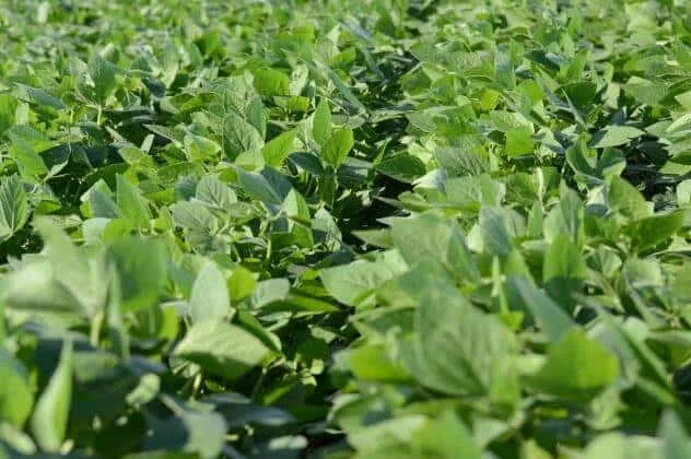 close-up de uma lavoura de soja em pleno estágio de desenvolvimento vegetativo. As plantas, com suas folhas