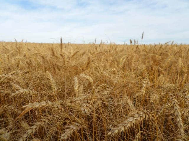 uma vasta lavoura de trigo em ponto de colheita. Em primeiro plano, os talos e espigas de trigo dourado preenc