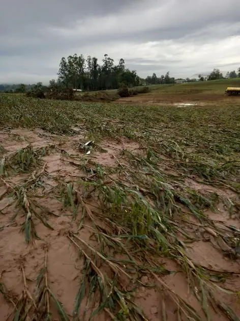 lavoura de milho severamente danificada por um evento climático adverso. Em primeiro plano, as plantas j