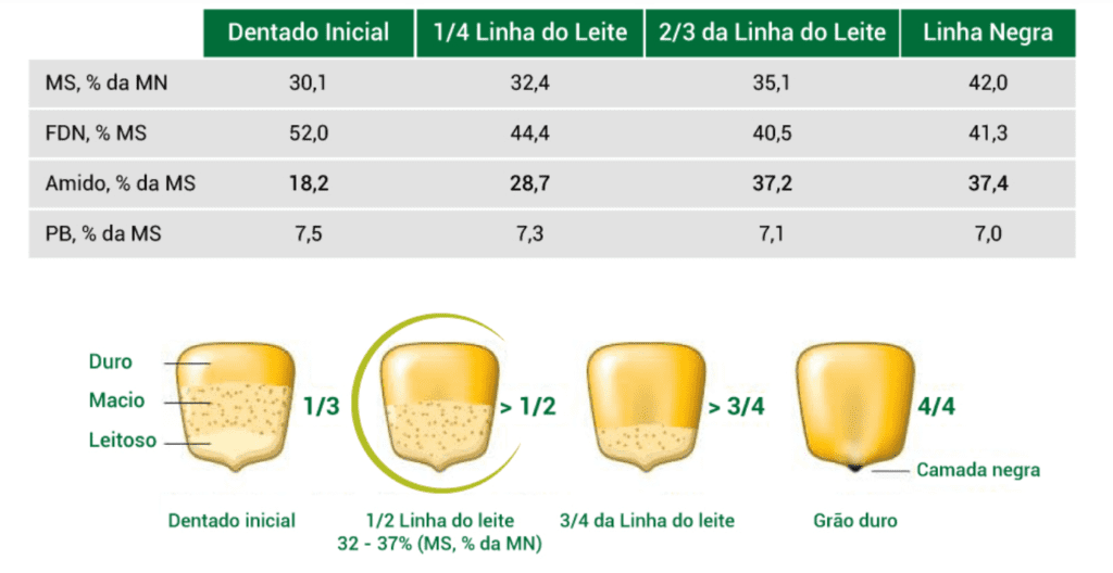 infográfico técnico que detalha as fases de maturação do grão de milho, focando no conceito da “linha do leite”
