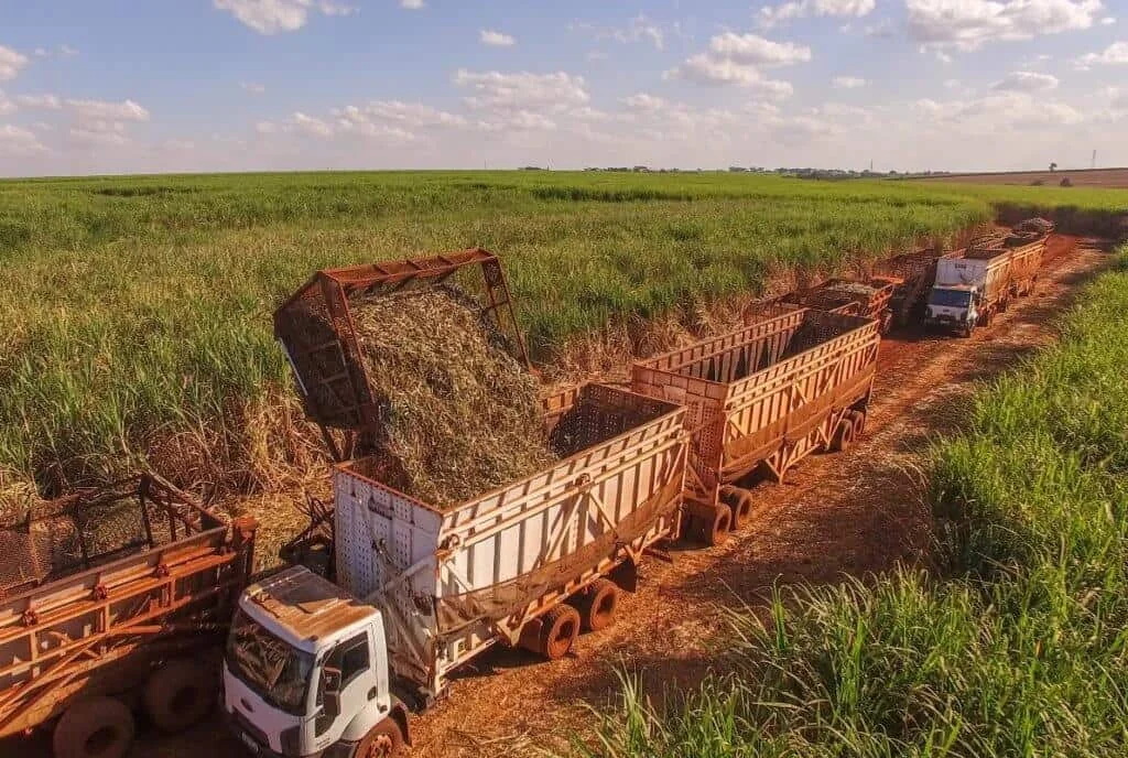 A imagem, capturada de um ângulo elevado, retrata uma operação de colheita mecanizada de cana-de-açúcar em larga escala. Em p