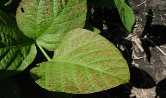 close-up de folhas de soja apresentando múltiplos sintomas de uma doença foliar. As folhas, de um verde vib