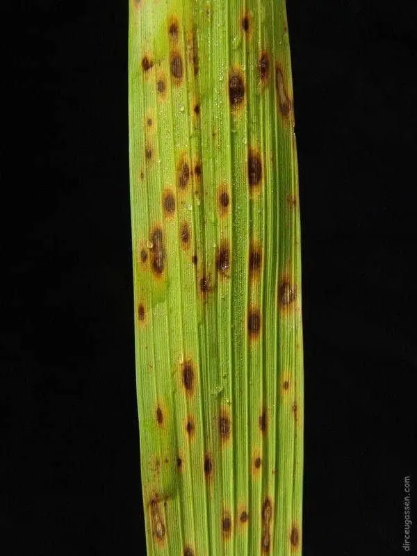 uma fotografia em close-up de uma folha de gramínea, provavelmente de arroz, contra um fundo preto que destaca