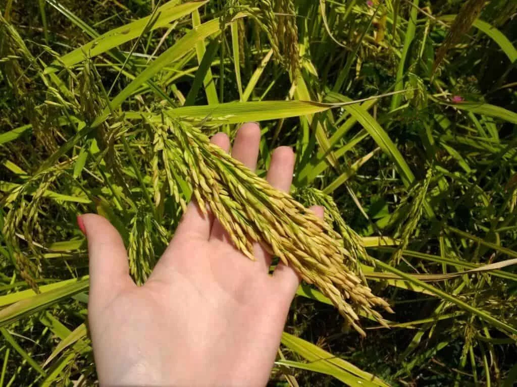 close-up da mão de uma pessoa, possivelmente uma agricultora ou agrônoma, segurando delicadamente um cacho