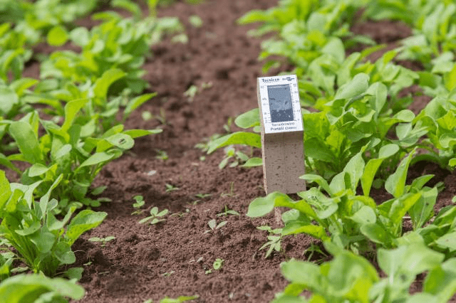 uma visão em close-up de uma lavoura com plantas jovens e verdes, possivelmente hortaliças como rúcula, cresce