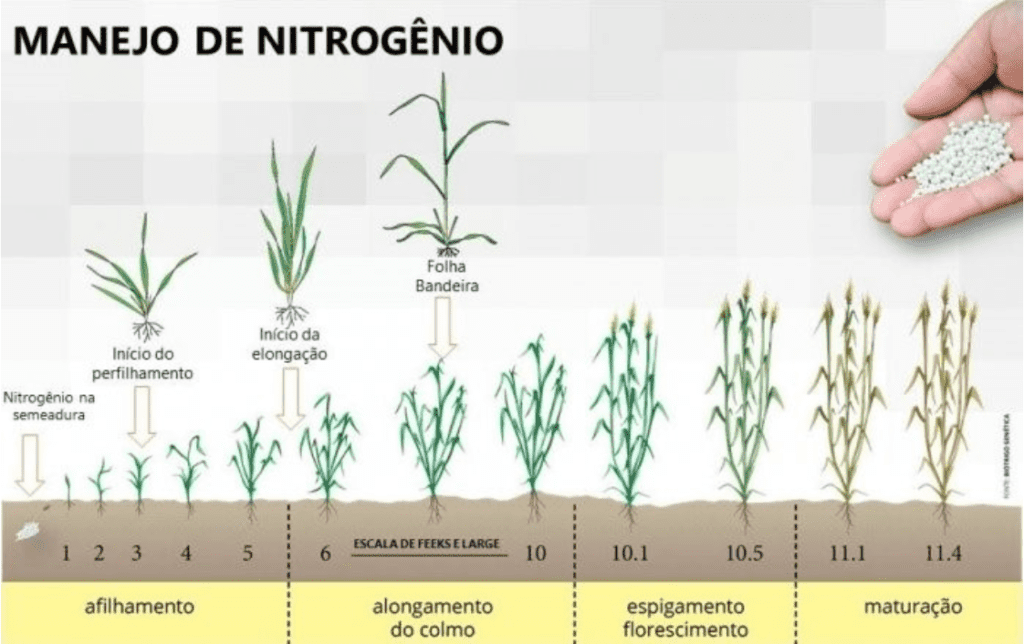 infográfico detalhado sobre o ‘Manejo de Nitrogênio’ em culturas de cereais, como o trigo. Ela ilustra visualme