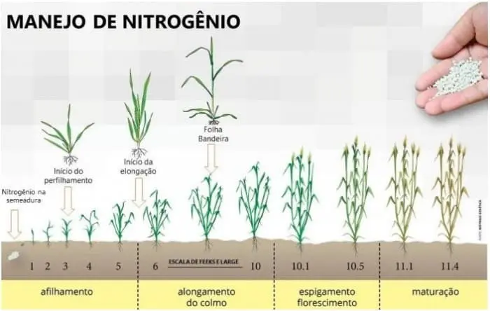 infográfico detalhado sobre o manejo de nitrogênio em culturas de cereais, como trigo ou cevada. Ela ilustra vi
