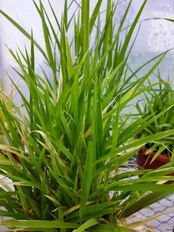 close-up de uma touceira de gramínea de cor verde vibrante, provavelmente uma forrageira como azevém ou ave
