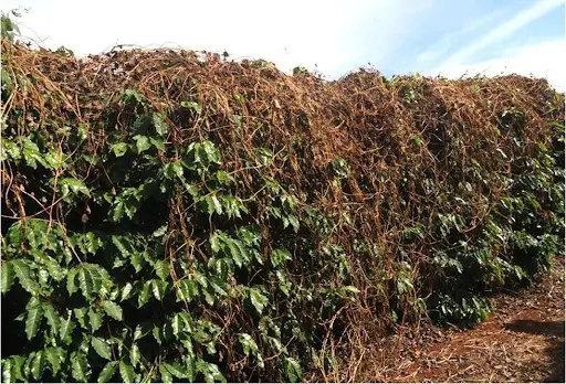 uma lavoura de café severamente afetada por uma infestação de plantas daninhas, especificamente uma trepadeira