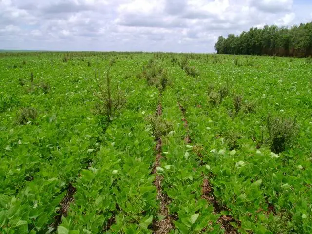 uma extensa lavoura de soja em estágio de desenvolvimento vegetativo. As plantas de soja, de um verde vibrante