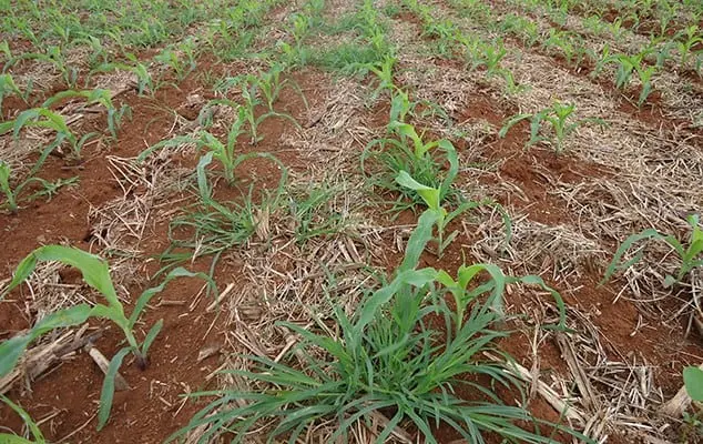 manejo de Amaranthus hybridus