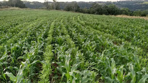 lavoura de milho em estágio vegetativo, com as plantas jovens dispostas em fileiras. O ponto central da