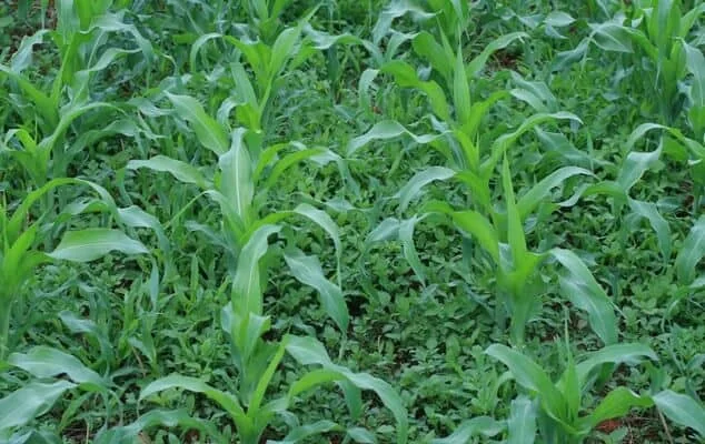 uma lavoura de milho em estágio inicial de desenvolvimento, onde as jovens plantas de milho, com suas folhas v
