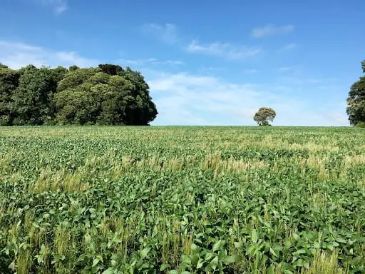 uma ampla lavoura verdejante sob um céu azul claro com poucas nuvens, em um dia ensolarado. Em primeiro plano,
