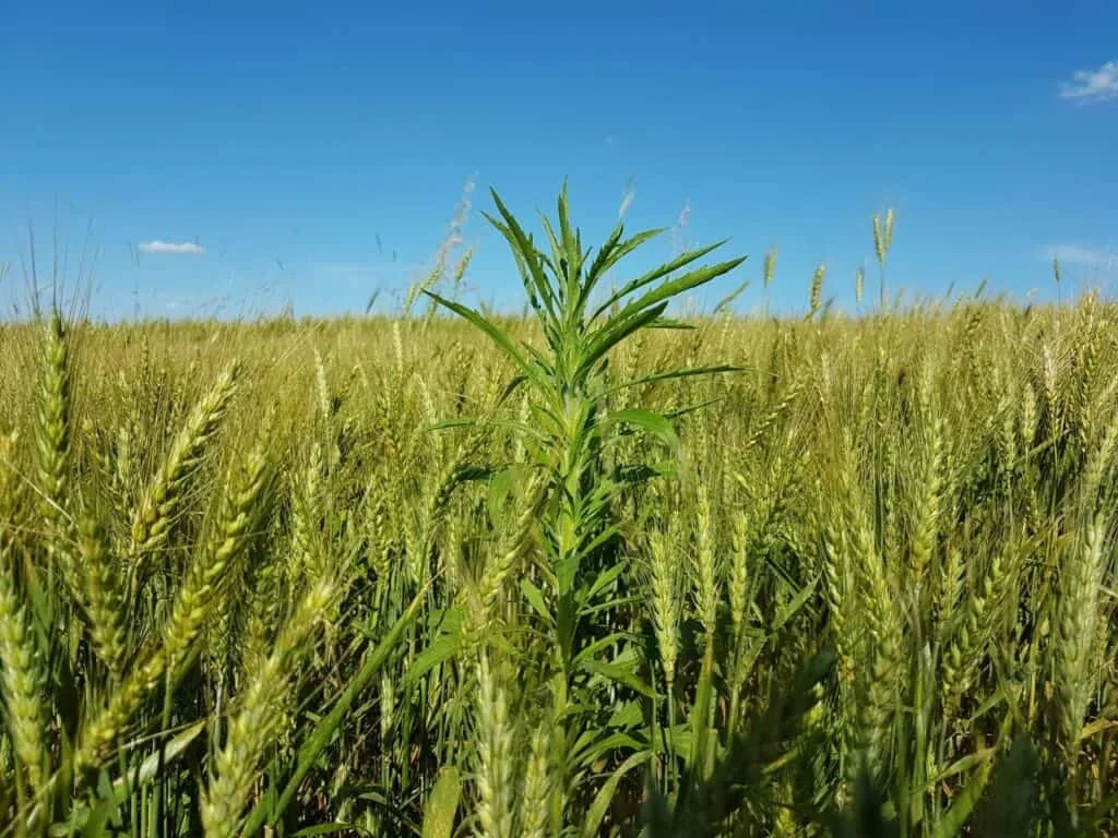 uma vasta lavoura de trigo em um dia ensolarado, com um céu azul e limpo ao fundo. As espigas de trigo, ainda