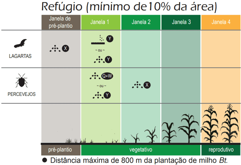 Este infográfico técnico detalha o manejo de pragas em áreas de refúgio para a cultura do milho Bt. A imagem é estruturada co