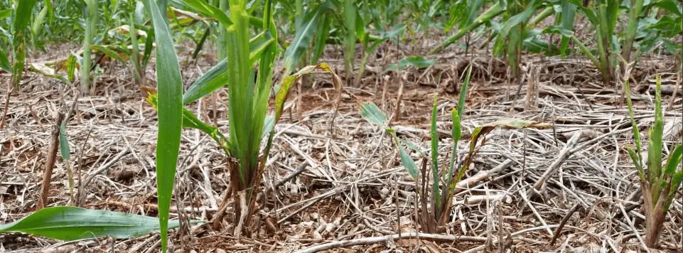 close-up de uma lavoura de milho em estágio inicial de desenvolvimento vegetativo. As jovens plantas de mil
