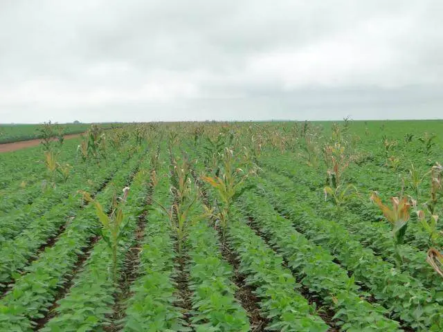 uma vasta lavoura de soja em estágio vegetativo, com as plantas verdes e saudáveis dispostas em fileiras retas