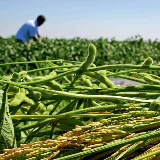 cena agrícola detalhada, com foco principal em primeiro plano em ramos de soja verde, com suas vagens ai