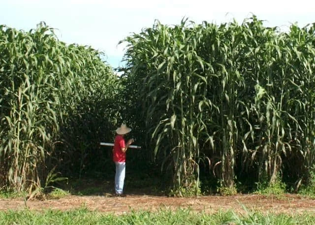 técnico agrícola ou produtor rural em meio a uma densa e alta lavoura, provavelmente de sorgo gigante ou