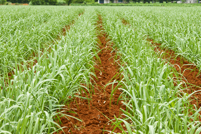 uma lavoura de cana-de-açúcar em seu estágio inicial de desenvolvimento. As plantas jovens, com folhas verdes
