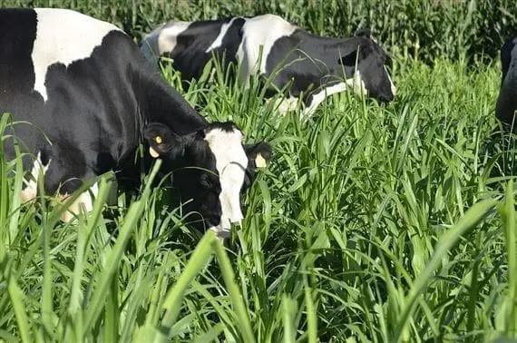 duas vacas da raça holandesa, caracterizadas por sua pelagem preta e branca, pastando em um campo de forragem