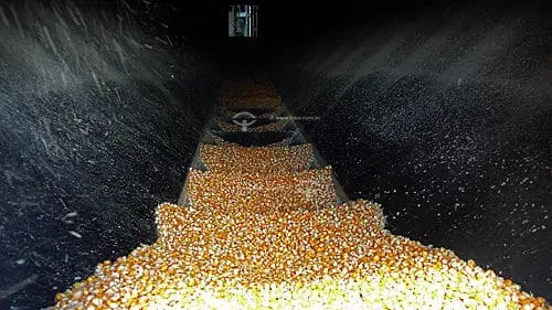 perspectiva interna e dinâmica do transporte de grãos de milho em uma esteira ou duto de uma máquina agr