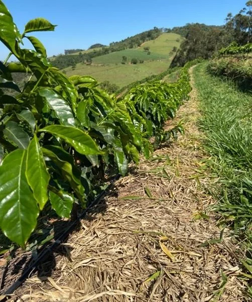 uma plantação de café em uma encosta de morro, sob um céu azul e ensolarado. Em primeiro plano, vemos uma file