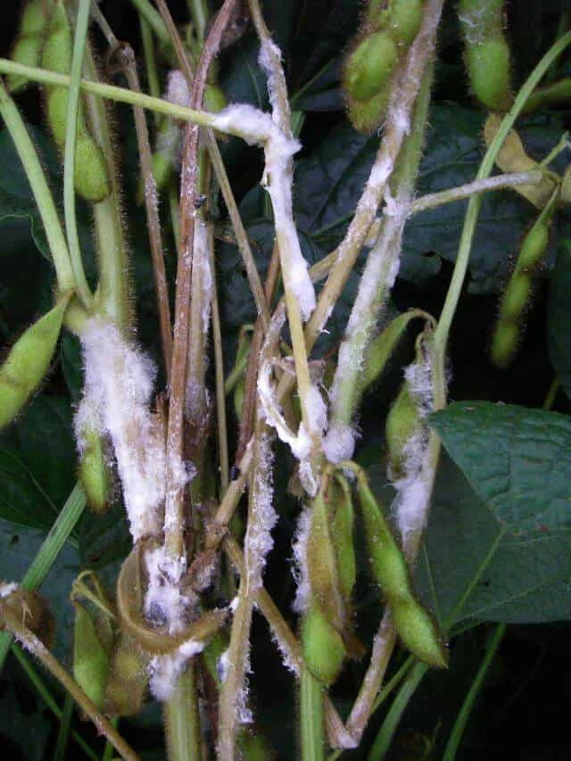 Fungo na soja é capaz de infectar qualquer parte da planta