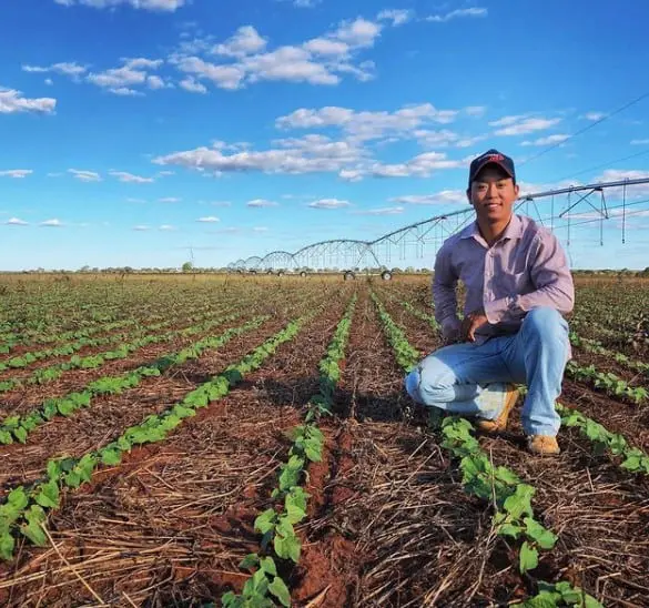 jovem agricultor ou agrônomo de ascendência asiática, agachado em uma lavoura em estágio inicial de desenvo
