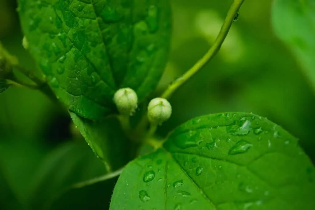Close-up de folhas verdes de uma planta cobertas por gotas de água, ilustrando a aplicação foliar.