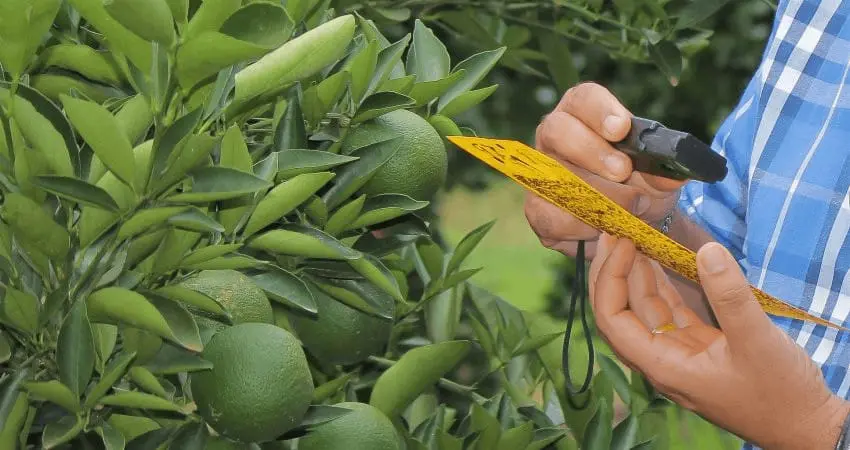 profissional agrícola, possivelmente um agrônomo ou técnico, realizando o monitoramento de pragas em um p