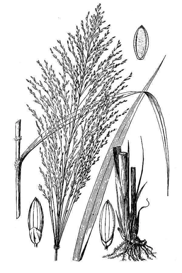 Esta é uma ilustração botânica detalhada, em preto e branco, da planta de arroz (Oryza sativa). A imagem exibe as diferentes