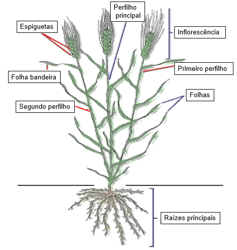 diagrama detalhado da morfologia de uma planta de cereal, provavelmente trigo ou cevada, em um fundo branco