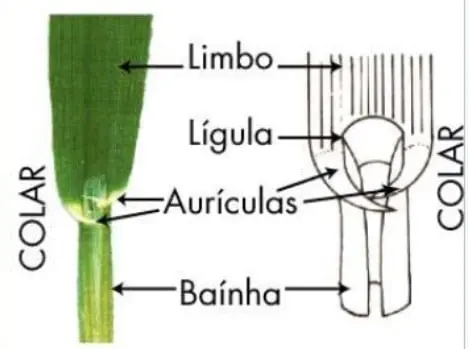 ilustração detalhada da morfologia de uma planta gramínea, focando na região do ‘colar’, a junção entr