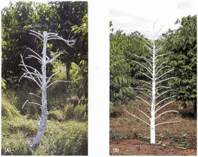 comparativo fotográfico, dividido em duas partes (A e B), que exibe duas árvores mortas e sem folhas em meio a