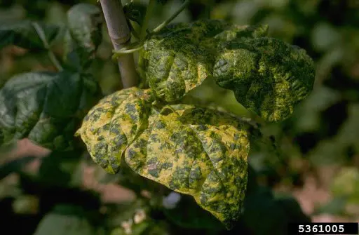 close-up de folhas de uma planta, provavelmente feijão, severamente afetadas por uma doença viral. As folha