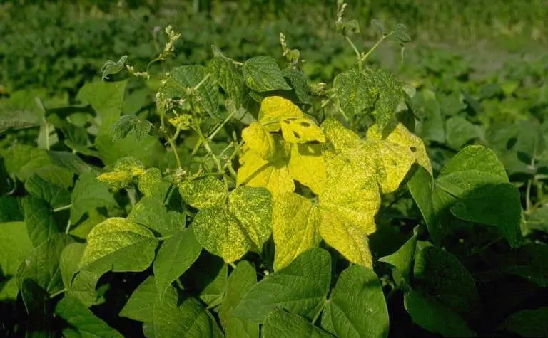 close-up de uma planta de feijão em uma lavoura, destacando os sintomas visuais de uma doença. No centro da