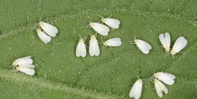Imagem macro que exibe uma infestação de moscas-brancas adultas sobre a superfície de uma folha verde e texturizada. Os inset