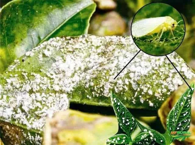 uma folha de planta com uma infestação severa da praga conhecida como mosca-branca. A superfície da folha está
