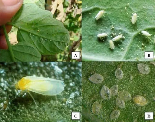 Esta imagem é uma composição de quatro fotografias (A, B, C, D) que ilustram as diferentes fases do ciclo de vida da mosca-br