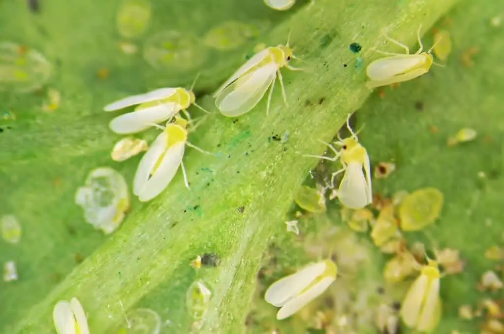 Esta imagem macro exibe uma infestação severa de mosca-branca (Bemisia tabaci) em uma folha de planta. Vários insetos adultos