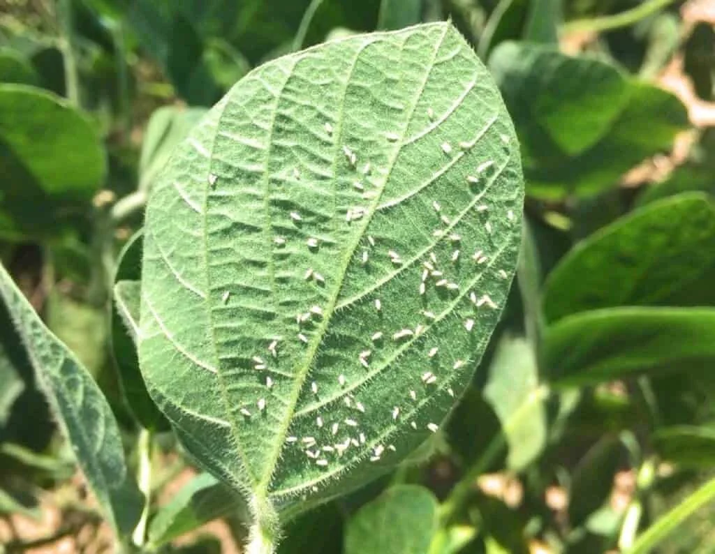 close-up detalhado de uma folha de soja verde e saudável, que está visivelmente infestada por uma grande qu