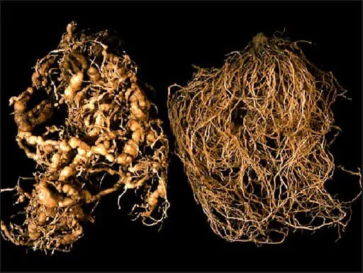 uma comparação visual direta entre dois sistemas radiculares de plantas, destacando o impacto de uma infestaçã