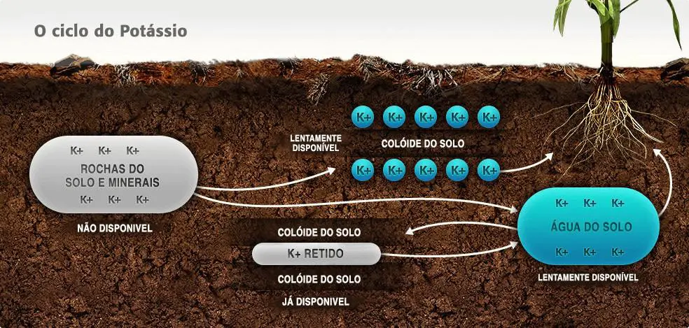 infográfico educativo que ilustra o ‘Ciclo do Potássio’ no solo. Ela exibe um corte transversal do solo, com um
