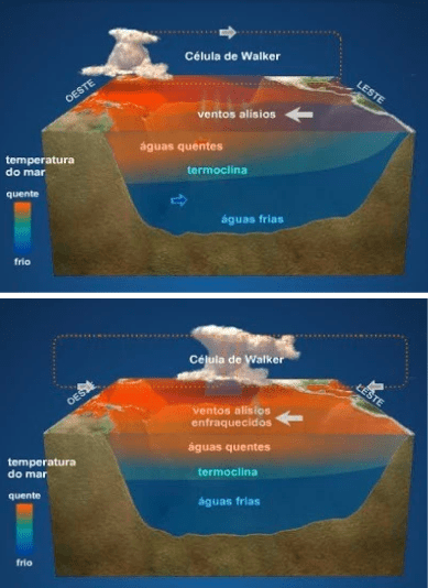 infográfico comparativo que ilustra as diferenças entre as condições normais/La Niña e as condições de El Niño