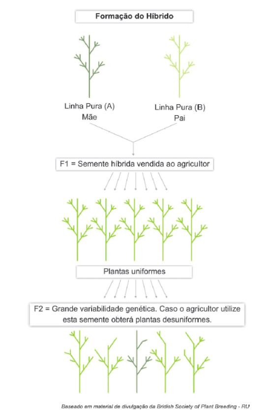 infográfico didático que ilustra o processo de formação de sementes híbridas na agricultura. O diagrama começa