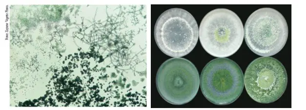 composição que ilustra o fungo Trichoderma, um importante agente de controle biológico na agricultura. À esq