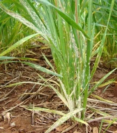 close-up de folhas de uma cultura de gramínea, provavelmente trigo ou cevada, afetadas por uma doença fúngi